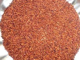 Red Millet
